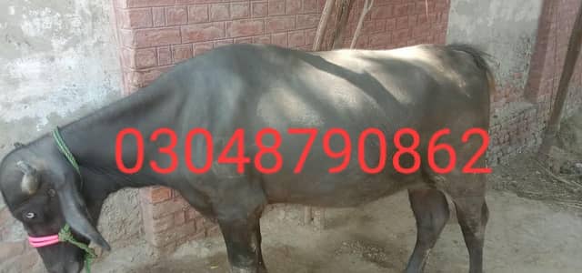 2  male Buffalo for Sale | Katta ki jori for Sale