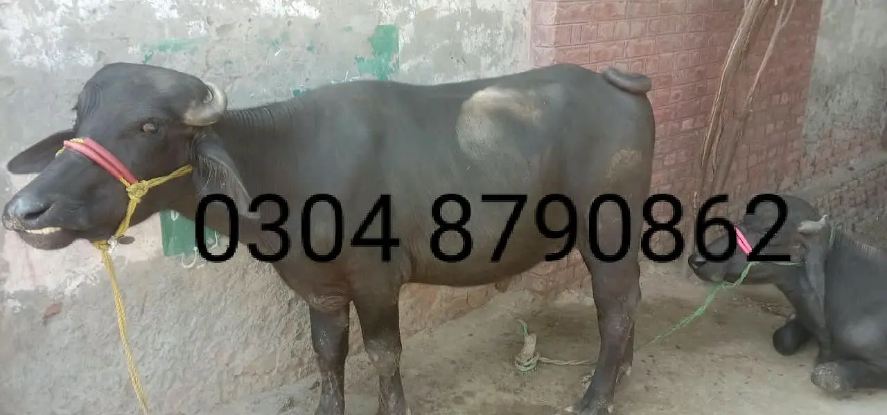 2  male Buffalo for Sale | Katta ki jori for Sale — photo 2