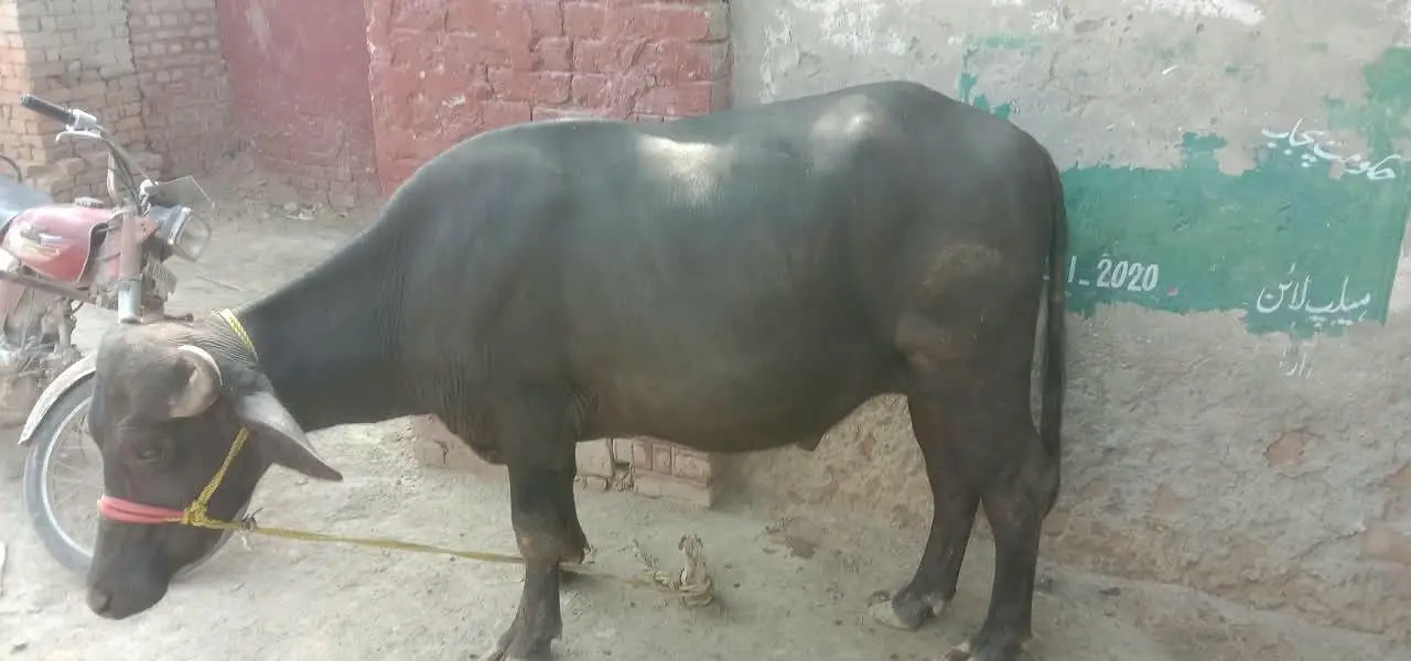 2  male Buffalo for Sale | Katta ki jori for Sale — photo 3
