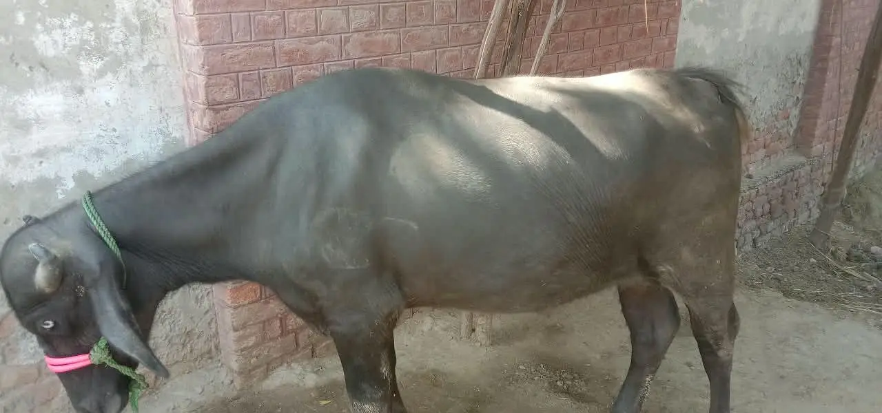 2  male Buffalo for Sale | Katta ki jori for Sale — photo 4