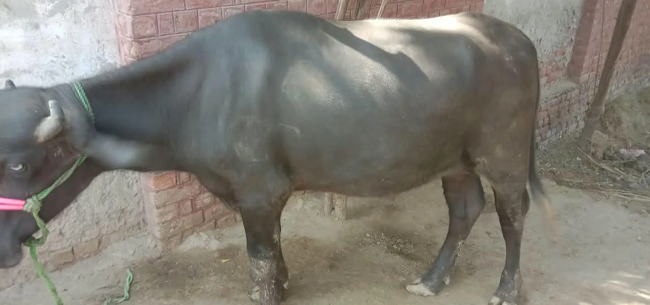 2  male Buffalo for Sale | Katta ki jori for Sale — photo 5