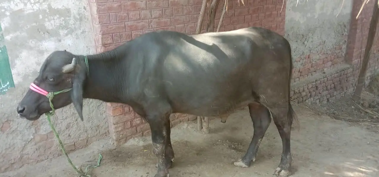 2  male Buffalo for Sale | Katta ki jori for Sale — photo 6
