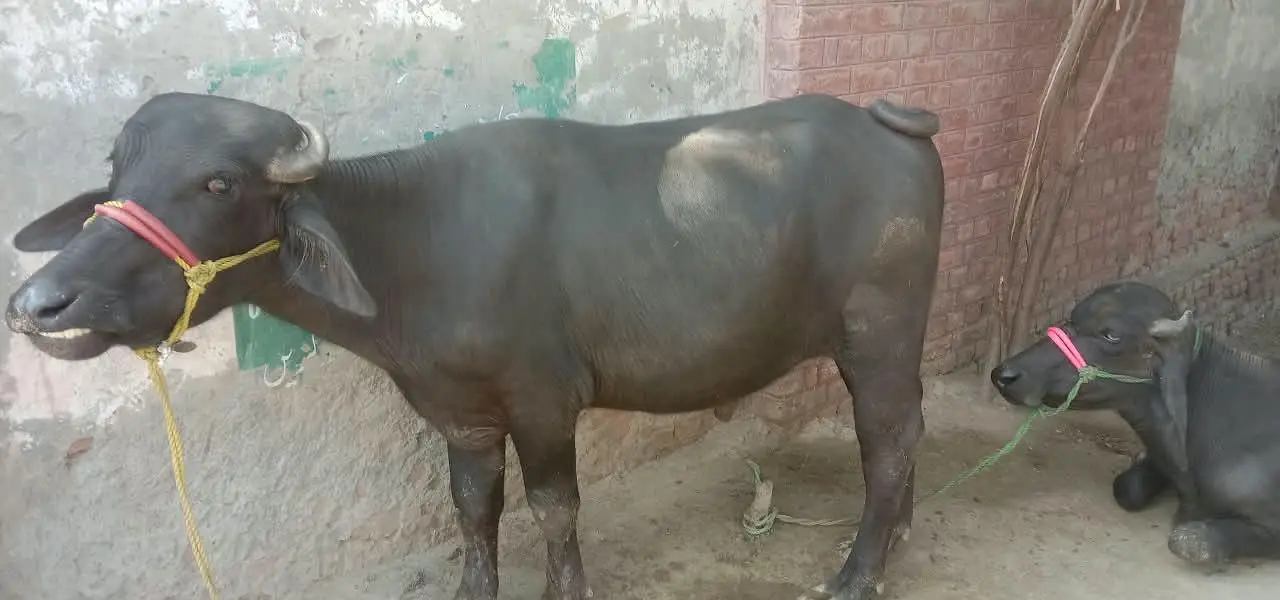 2  male Buffalo for Sale | Katta ki jori for Sale — photo 7