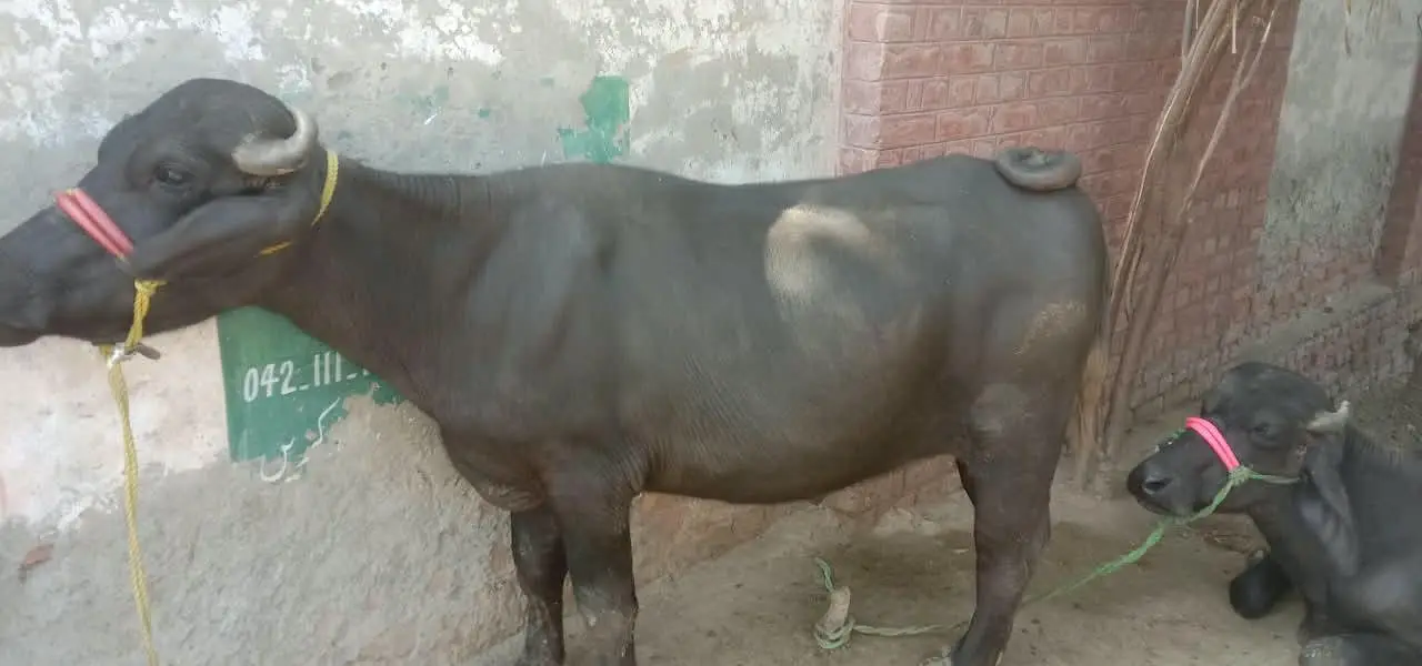 2  male Buffalo for Sale | Katta ki jori for Sale — photo 8
