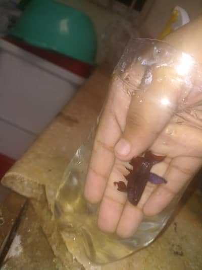 beta fish for sale