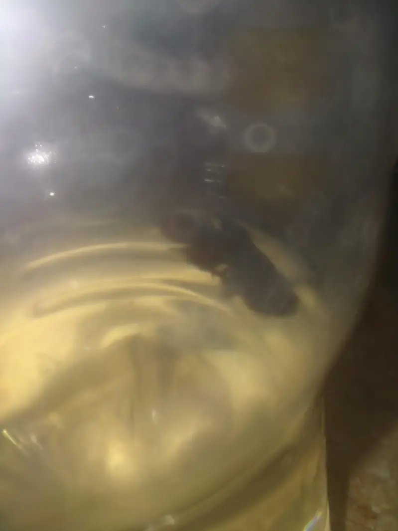 beta fish for sale — photo 2
