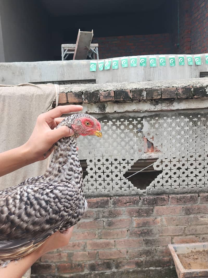 parrot beak 0