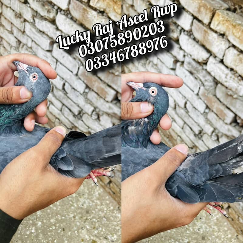 Pigions 0