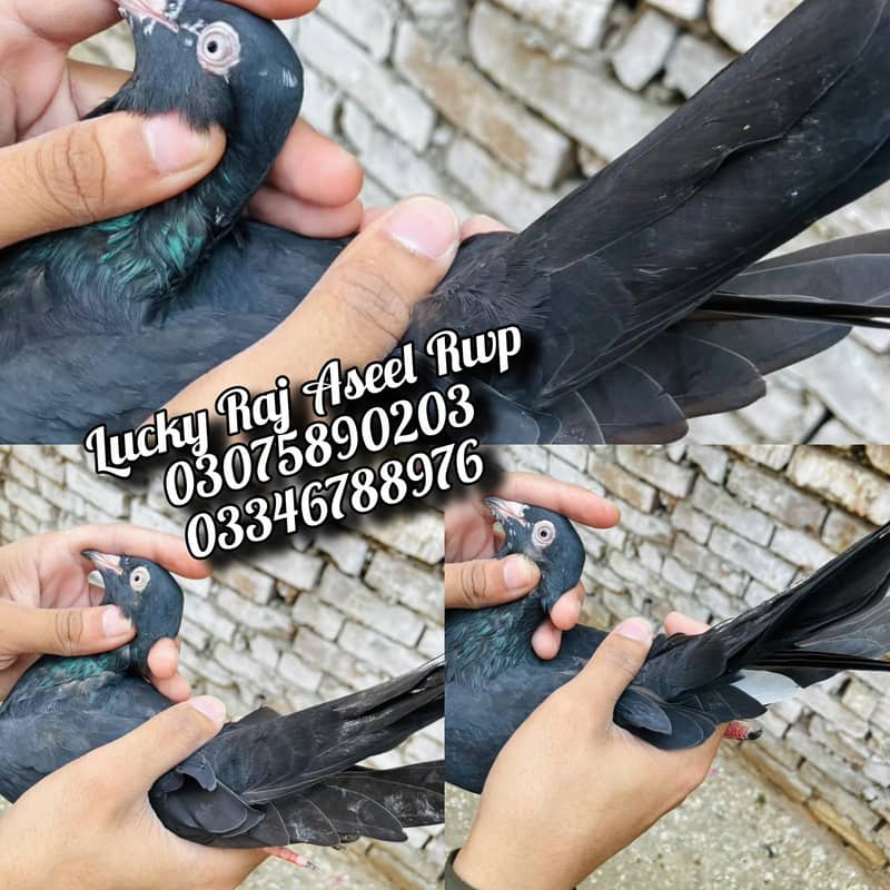 Pigions 3