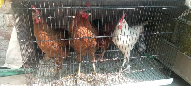 2 DESI MURGAY FOR SALE!!!!