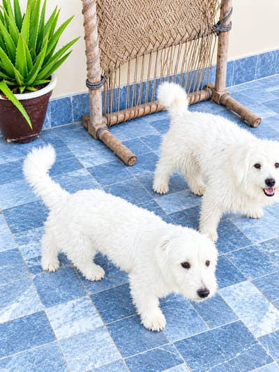 Pure Breed Russian Dog Pair for Sale