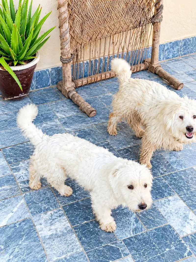 Pure Breed Russian Dog Pair for Sale — photo 2