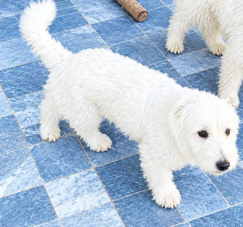 Pure Breed Russian Dog Pair for Sale — photo 3