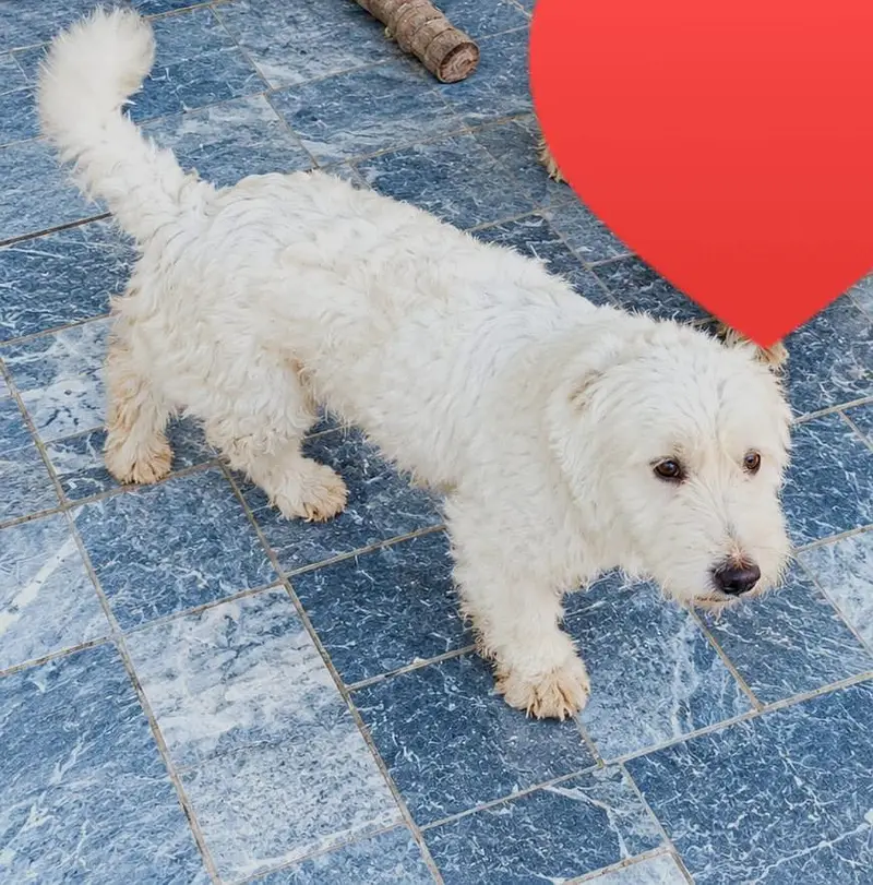 Pure Breed Russian Dog Pair for Sale — photo 4