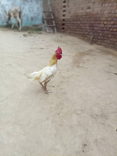 aseel murga