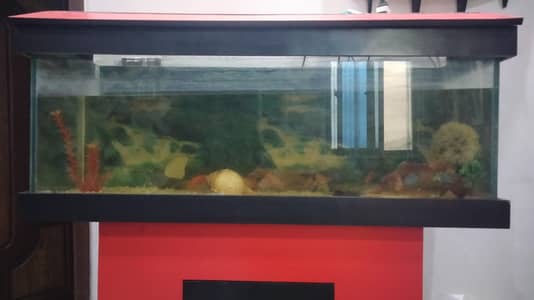 Aquarium For Sale
