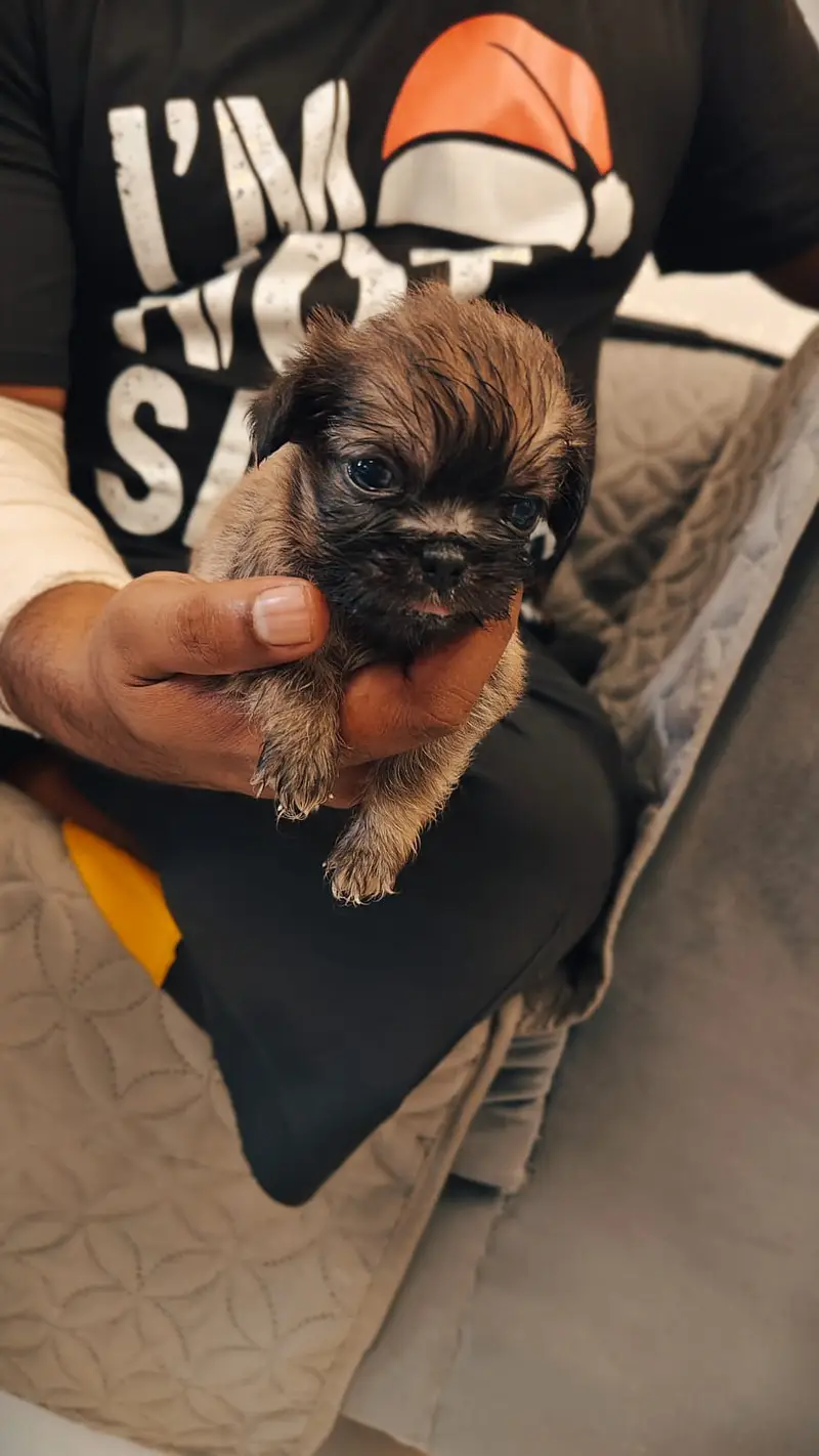 Cute Teddy Bear Face Shih Tzu - Imported Bloodline - Urgent Sale — photo 2