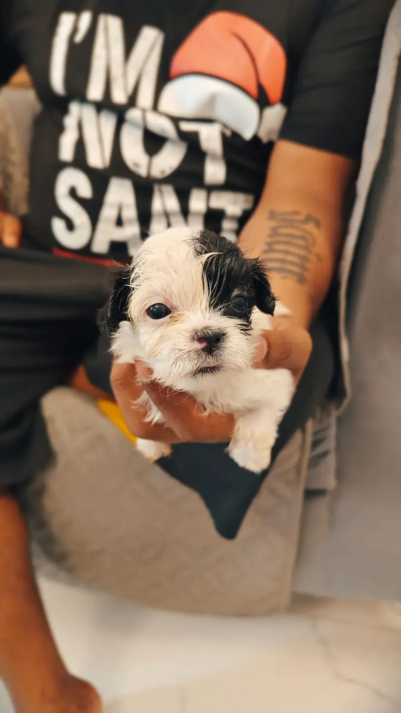 Cute Teddy Bear Face Shih Tzu - Imported Bloodline - Urgent Sale — photo 3