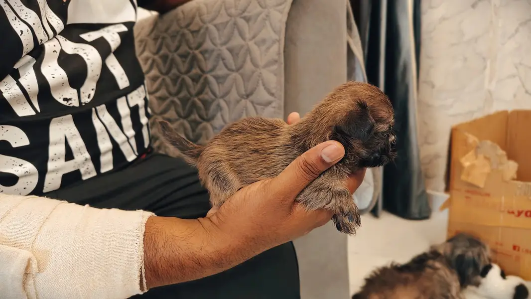 Cute Teddy Bear Face Shih Tzu - Imported Bloodline - Urgent Sale — photo 4
