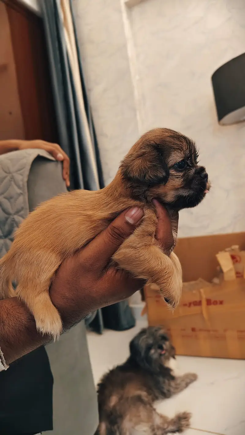 Cute Teddy Bear Face Shih Tzu - Imported Bloodline - Urgent Sale — photo 5