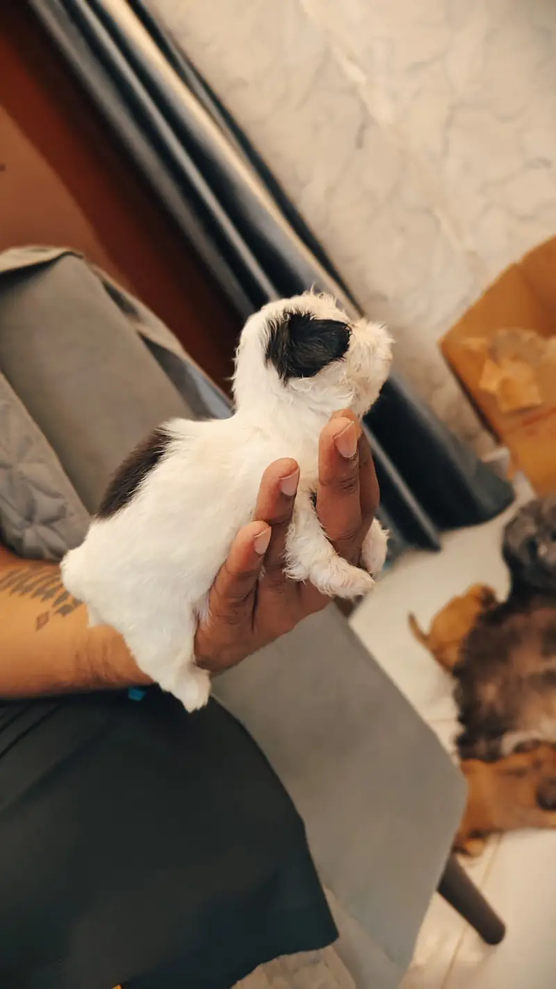 Cute Teddy Bear Face Shih Tzu - Imported Bloodline - Urgent Sale — photo 6