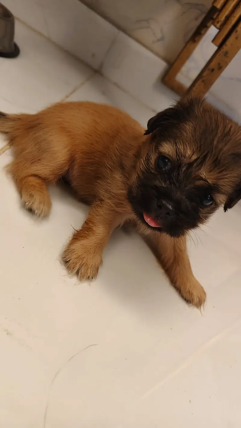 Cute Teddy Bear Face Shih Tzu - Imported Bloodline - Urgent Sale — photo 7