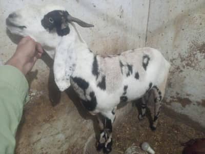 goats for sale