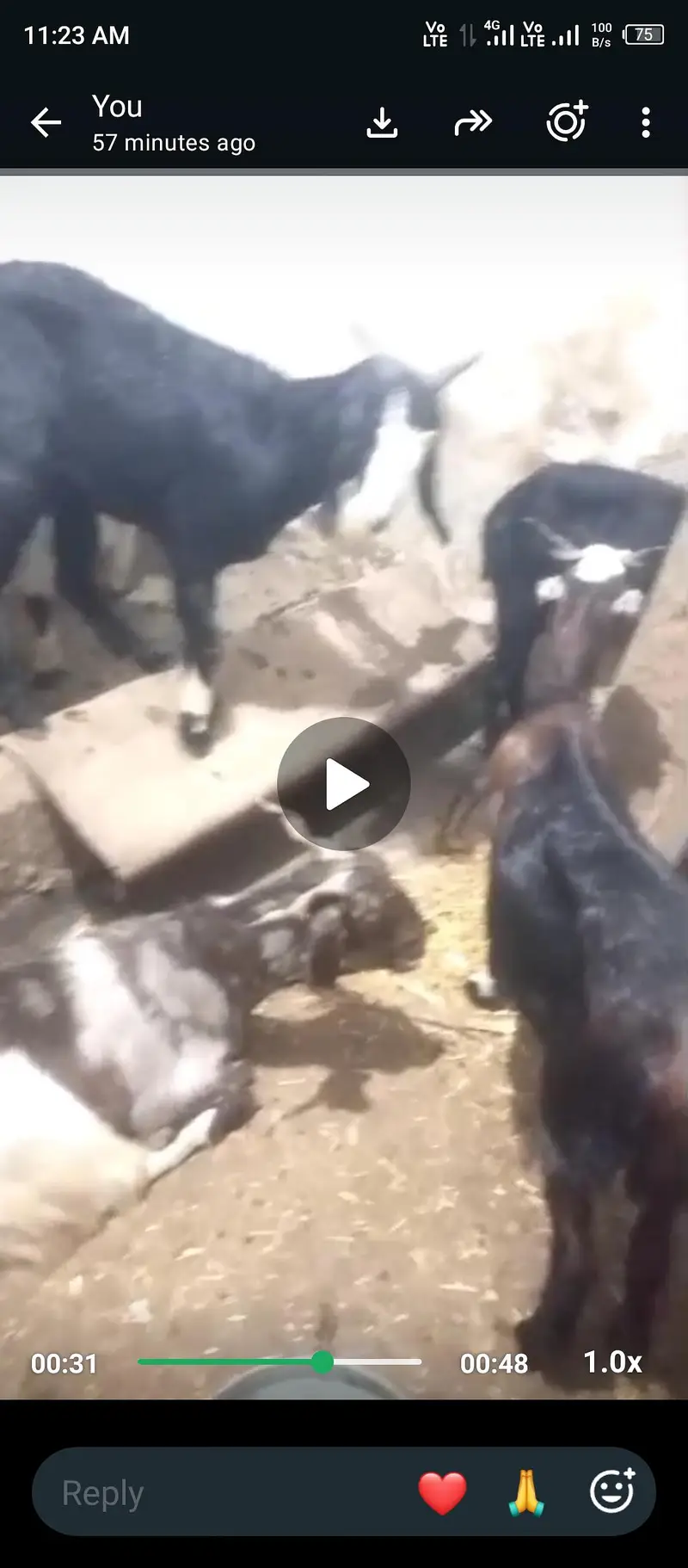 goats for sale — photo 2