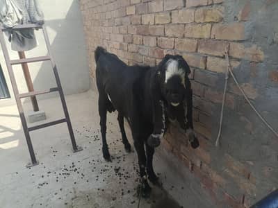 breeder male 2 daant 03166513849