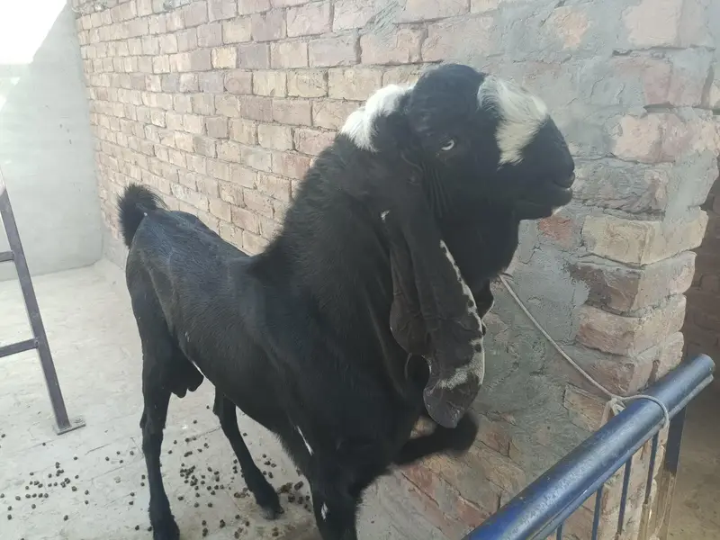 breeder male 2 daant 03166513849 — photo 2