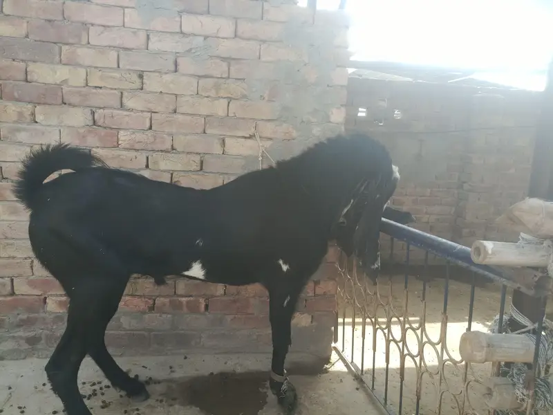 breeder male 2 daant 03166513849 — photo 3