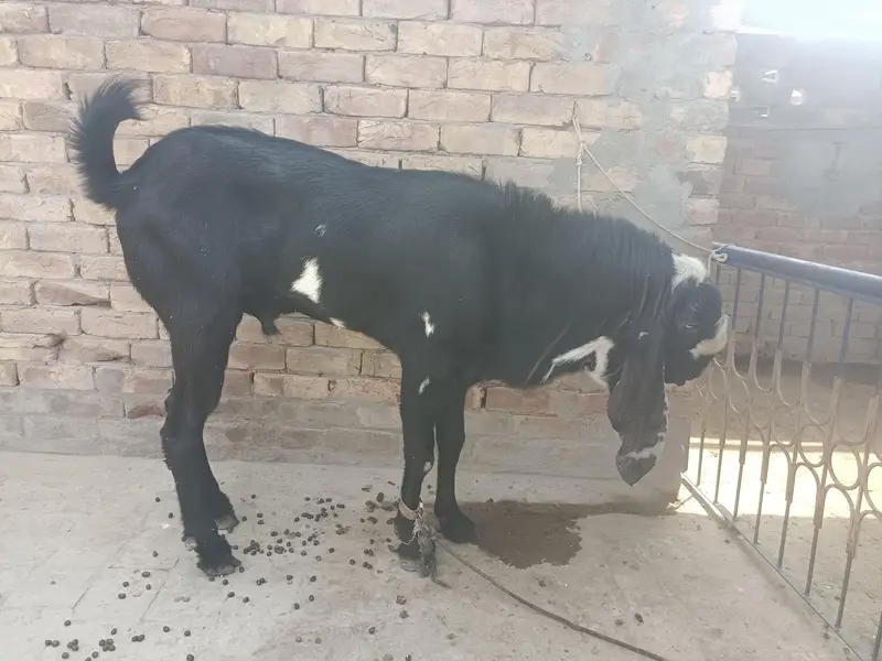 breeder male 2 daant 03166513849 — photo 5