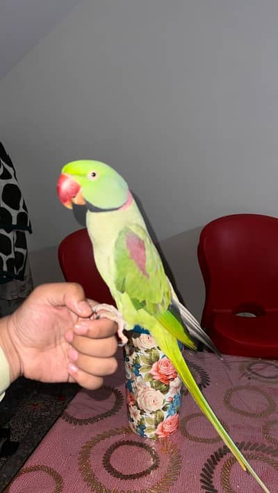 Parrot for sale _Healthy and Beautiful Parrot 