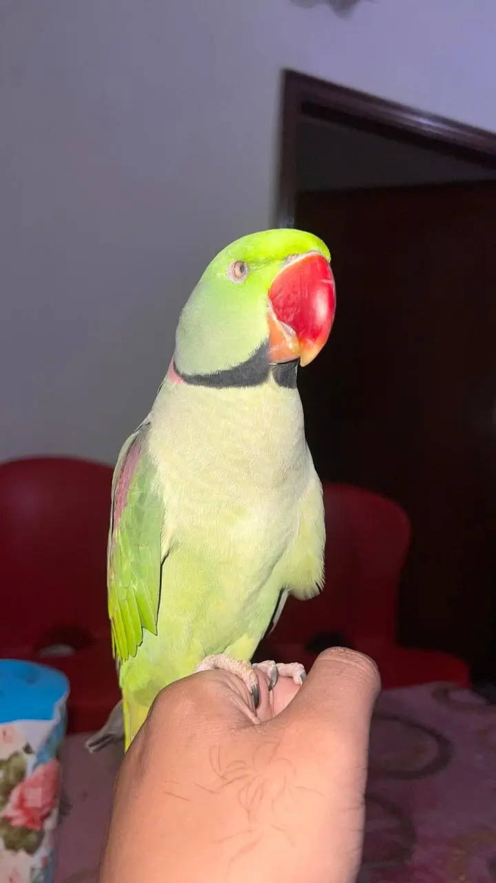 Parrot for sale _Healthy and Beautiful Parrot  — photo 2