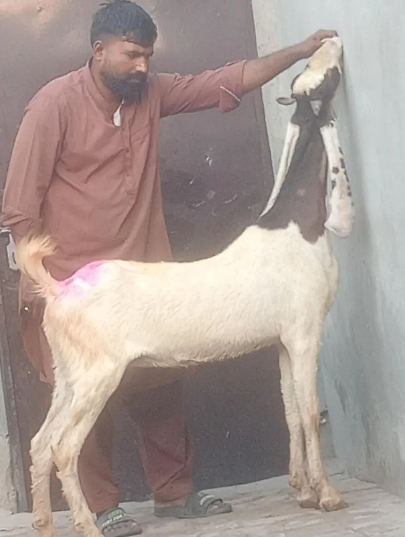 kamori gaban phat sale first time bachy dy gi inshallah — photo 2