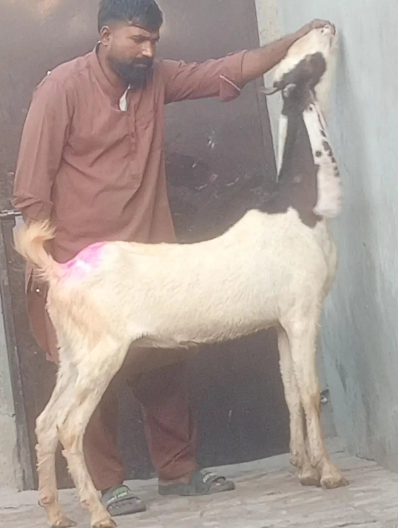 kamori gaban phat sale first time bachy dy gi inshallah — photo 3