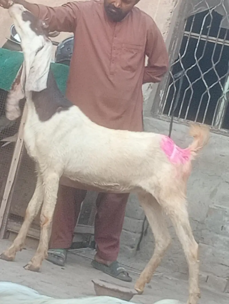 kamori gaban phat sale first time bachy dy gi inshallah — photo 4