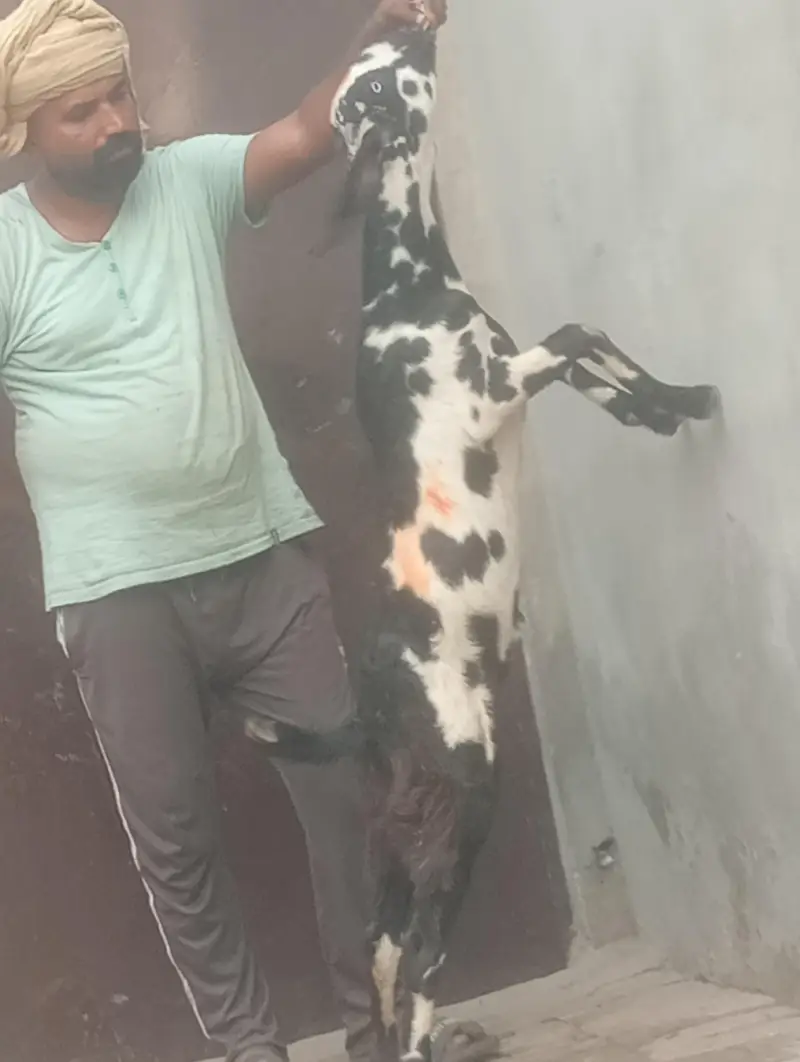 kamori gaban phat sale first time bachy dy gi inshallah — photo 5
