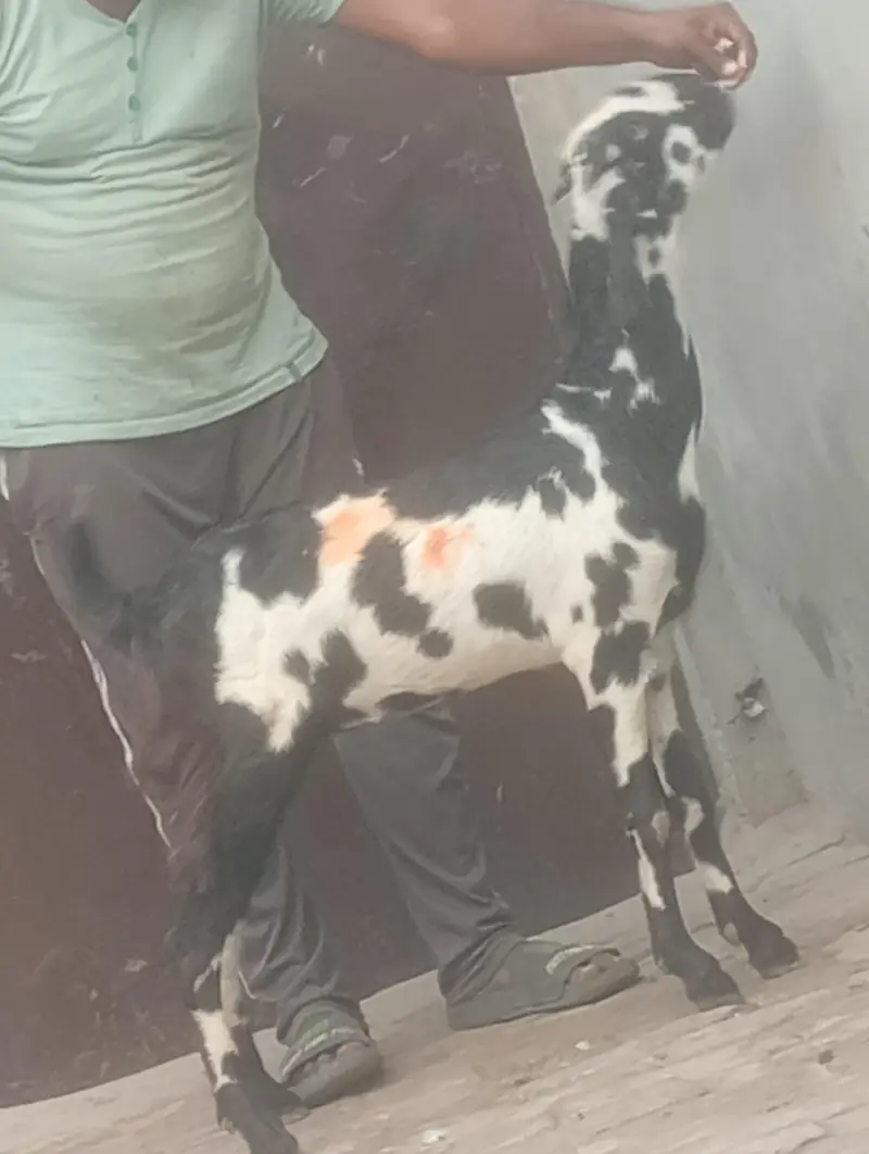 kamori gaban phat sale first time bachy dy gi inshallah — photo 6