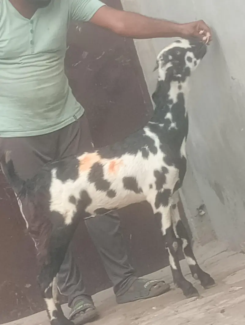 kamori gaban phat sale first time bachy dy gi inshallah — photo 8
