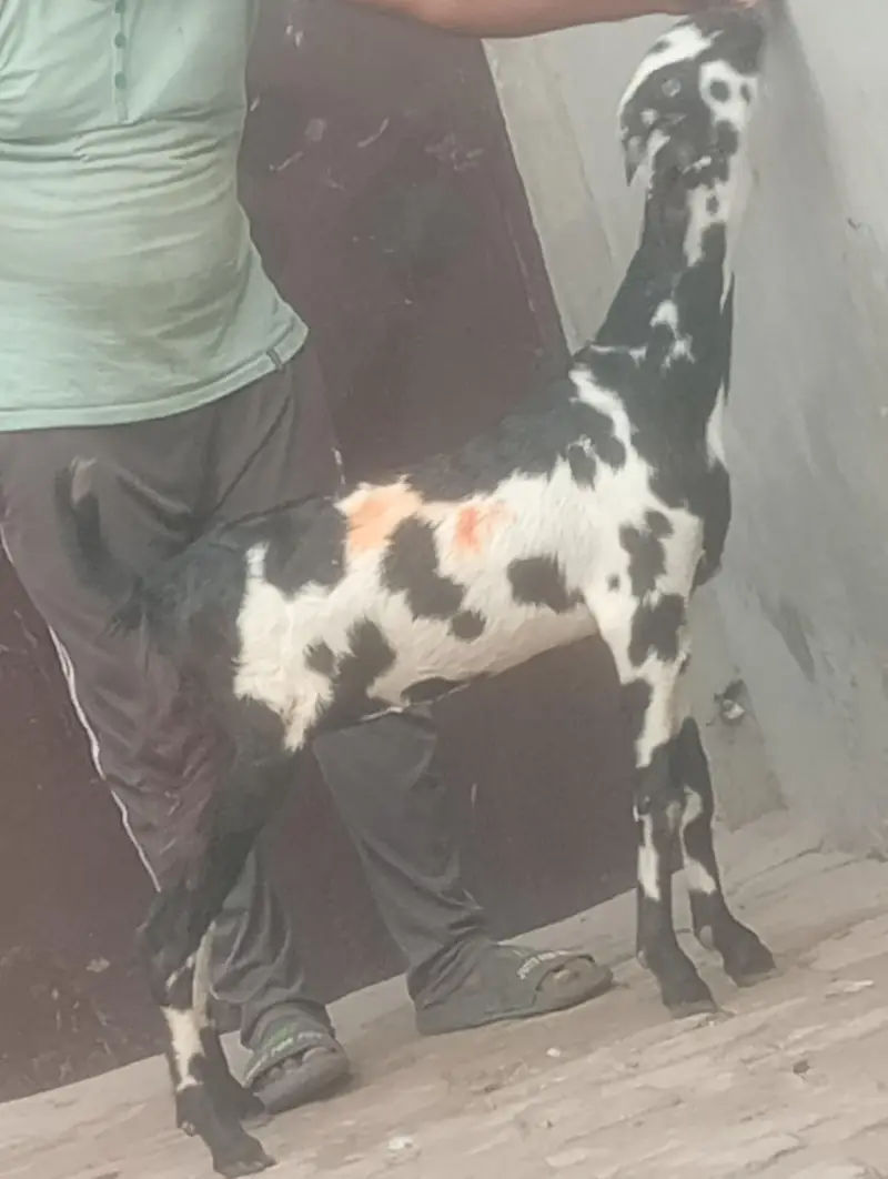 kamori gaban phat sale first time bachy dy gi inshallah — photo 9