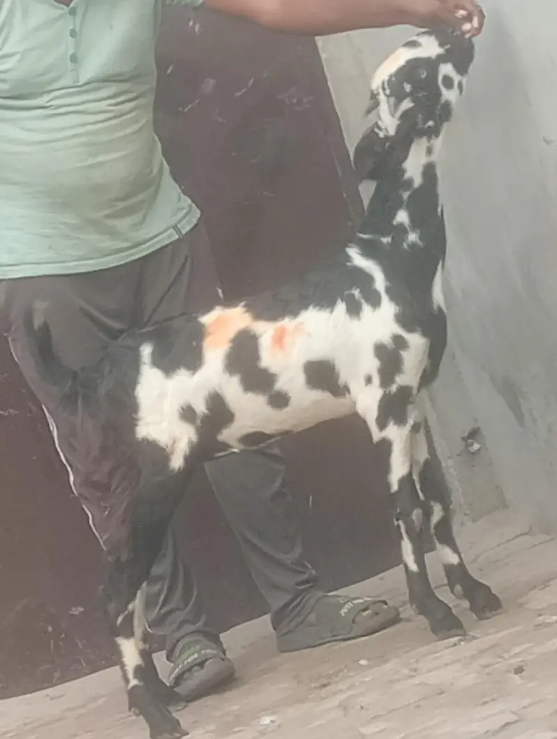 kamori gaban phat sale first time bachy dy gi inshallah — photo 10
