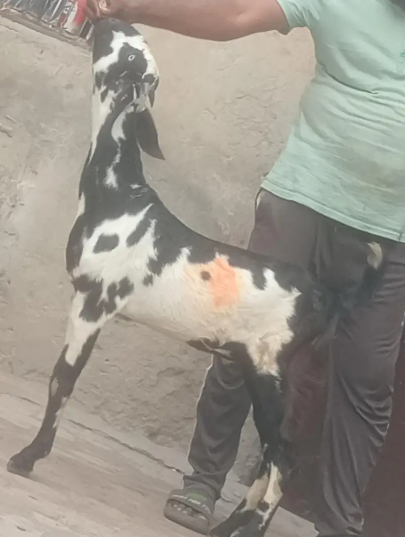 kamori gaban phat sale first time bachy dy gi inshallah — photo 11