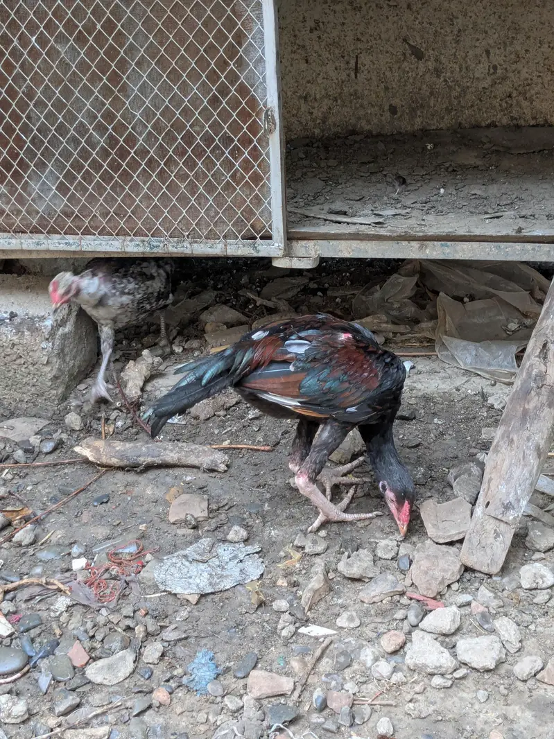 Aseel Chick — photo 2