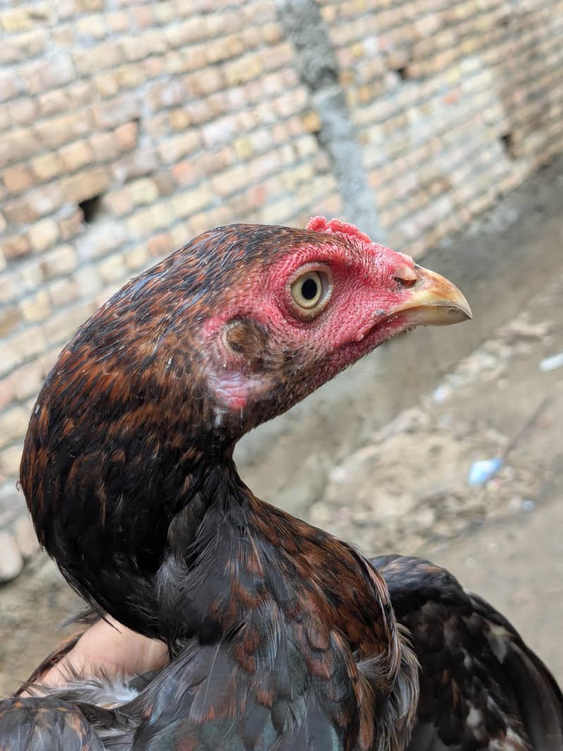 Aseel Chick 3