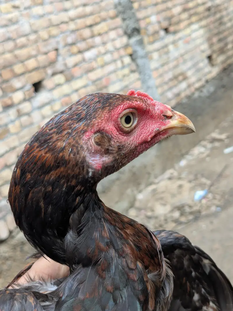 Aseel Chick — photo 4