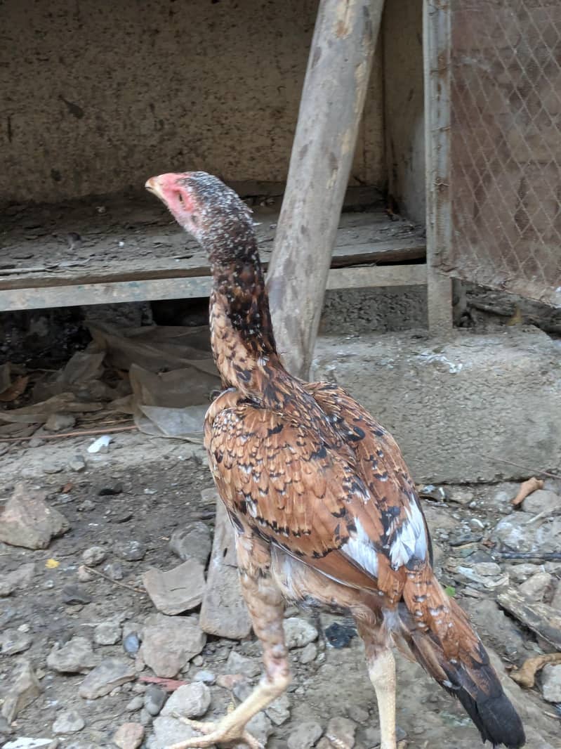 Aseel Chick 4