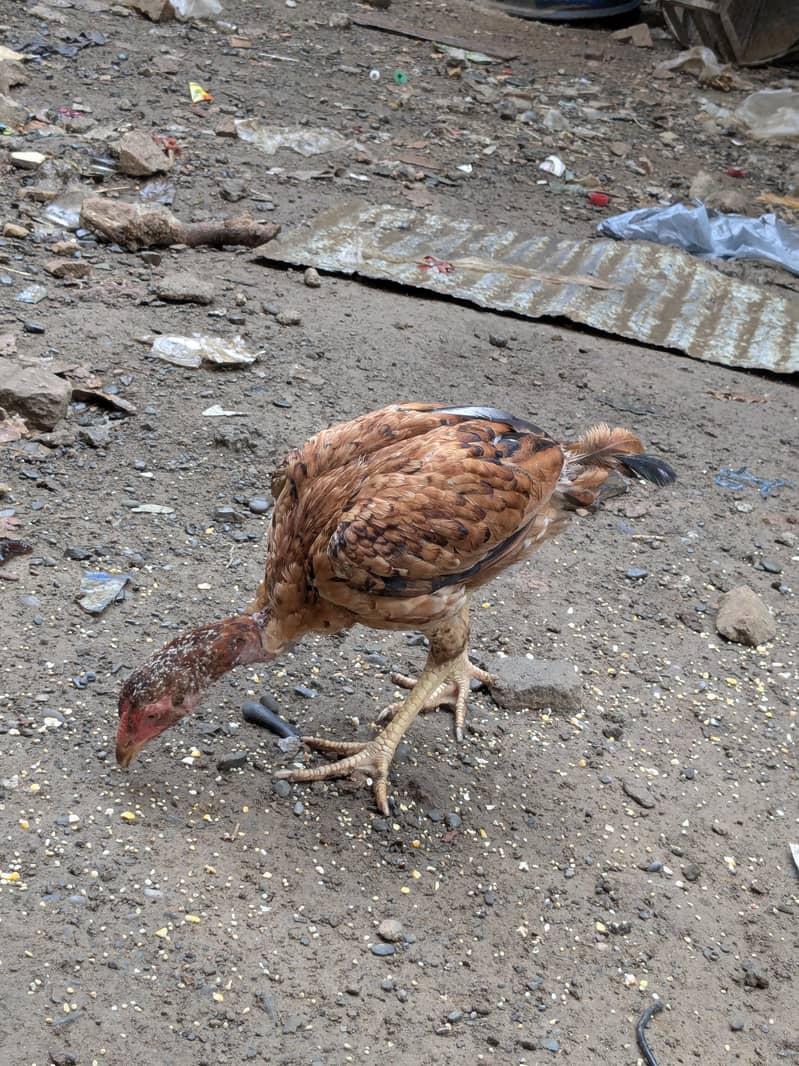 Aseel Chick 6