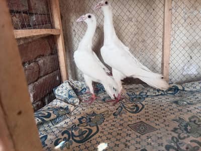 pigeon