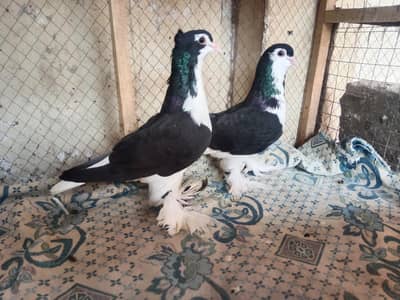 pigeon